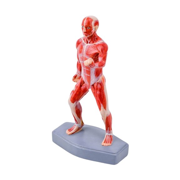 Realistic Human Muscle Anatomy Demonstration Model 20CM Educational Display For Medicals Training And Classroom Study
