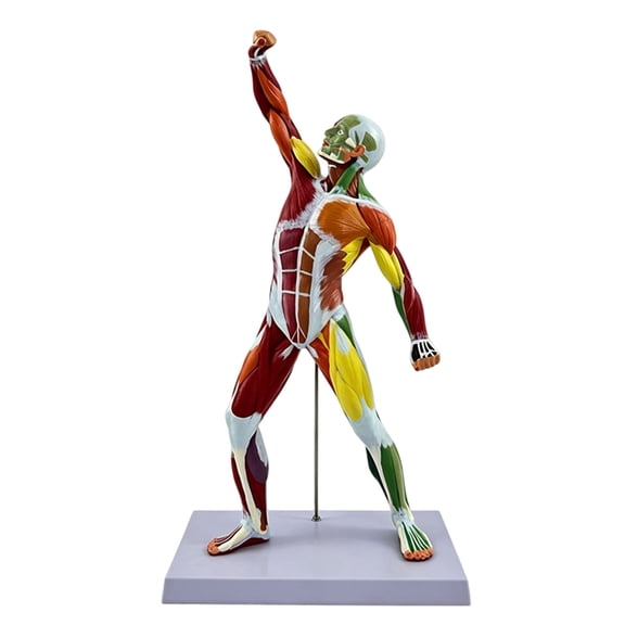 Realistic Human Muscle Anatomy Demonstration Model 50CM Educational Display For Medicals Training And Classroom Study