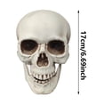 thumbnail image 1 of Realistic Human Skull Decor - Lifelike Skeleton Head for Halloween, Haunted House Displays & Gothic Home Decor, for Bars & Tabletop Displays, 1 of 7