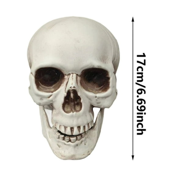 Realistic Human Skull Decor - Lifelike Skeleton Head for Halloween, Haunted House Displays & Gothic Home Decor, for Bars & Tabletop Displays
