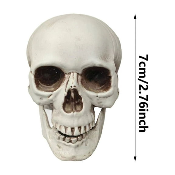 Realistic Human Skull Decor - Lifelike Skeleton Head for Halloween, Haunted House Displays & Gothic Home Decor, for Bars & Tabletop Displays