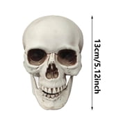 Realistic Human Skull Decor - Lifelike Skeleton Head for Halloween, Haunted House Displays & Gothic Home Decor, for Bars & Tabletop Displays