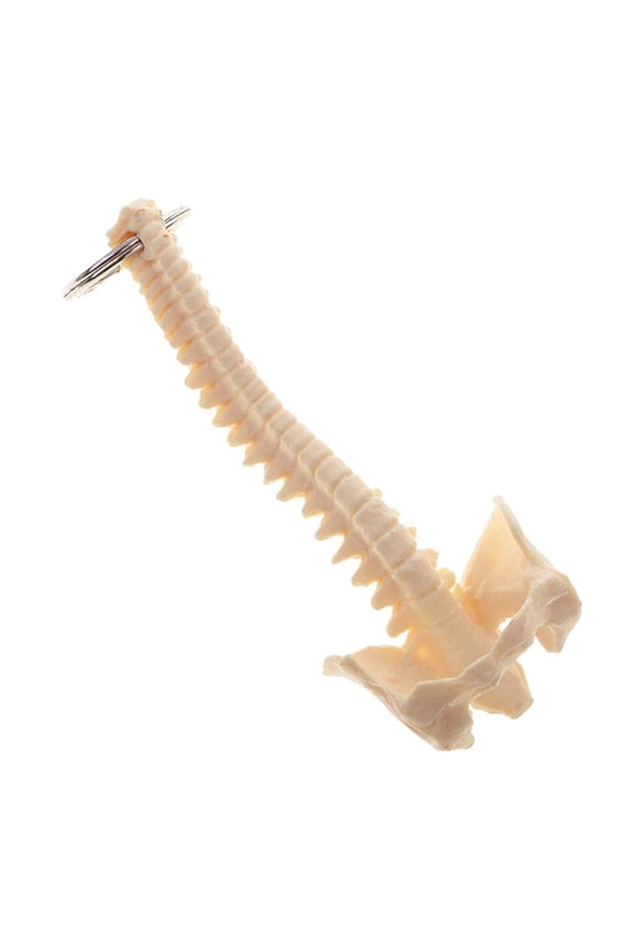 Realistic Human Spine Skeleton Keychain for Everyday Use and Display Anatomy Teaching Aid Unique Medicals