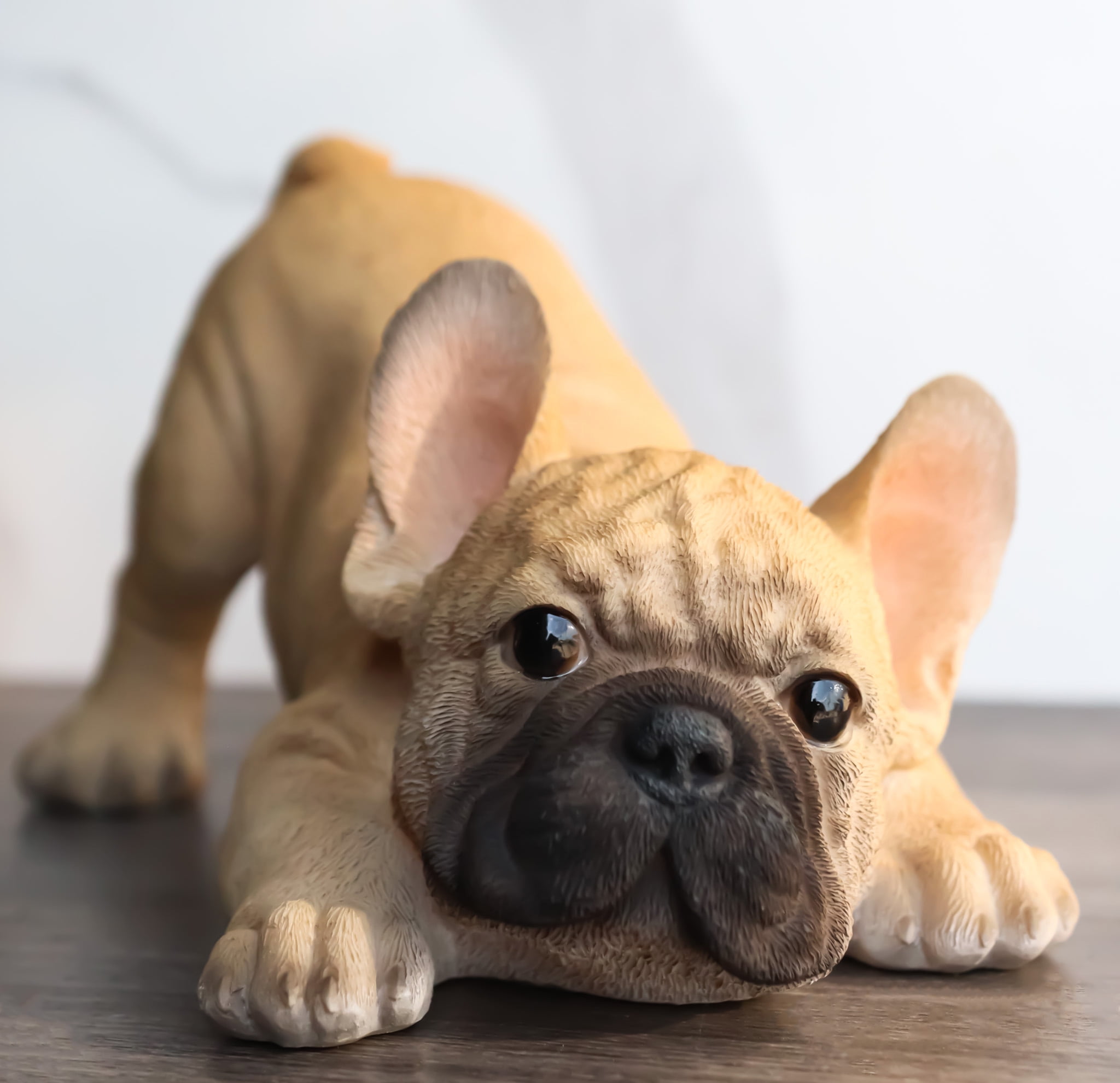 Fawn French Bulldog Puppies Plymouth French Bulldog Products