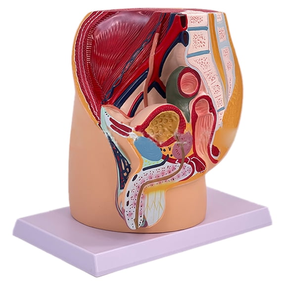 Realistic Male Pelvis Cavity Model Anatomical Reproductive Organs Model Classroom Teaching Tool for Clinical Settings