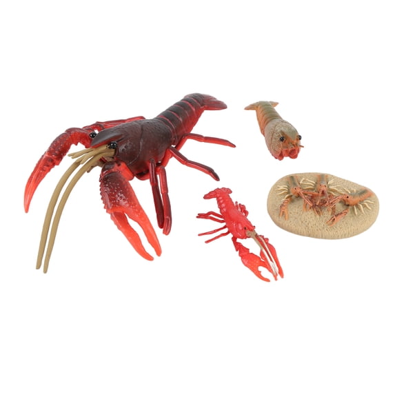 Realistic Marine Lobster Life Cycle Figurine Set Biology Educational Growth Stages Learning Toy for Home Decor (7.87 inches / 20.0 cm)