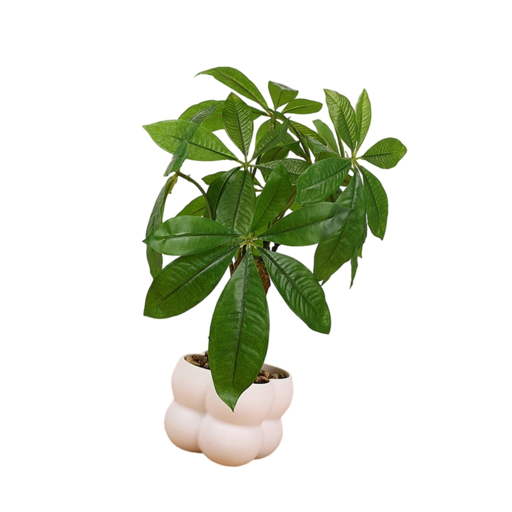 unique plants indoor Popular Houseplant 6-pack: Easy Plant Variety Pack – Cute & Unique Plants main image 1