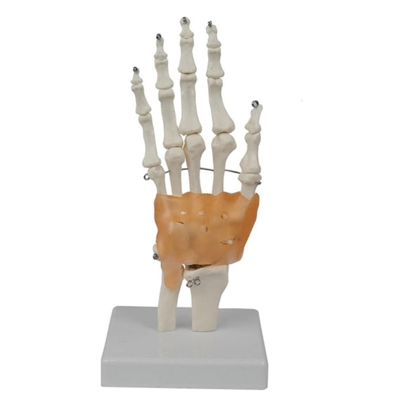 Realistic Movable Hand Skeleton Model For Medicals Students Anatomy Study And Art Reference