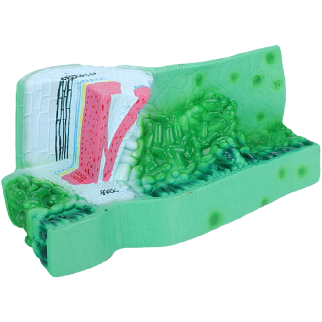 Realistic PVC Structure Anatomy Model Professional Plant Anatomical ...