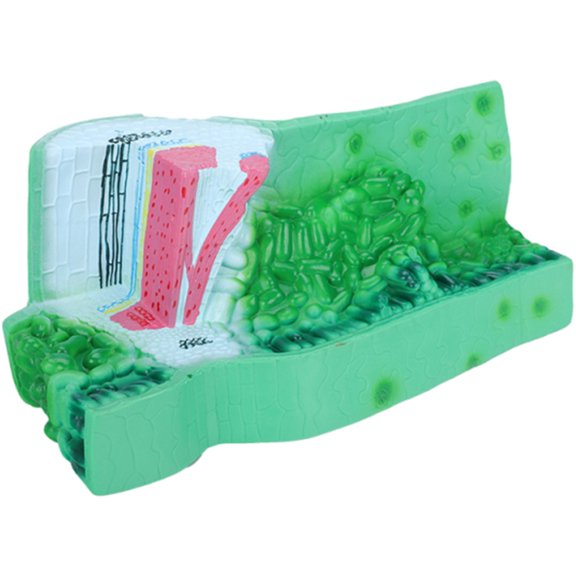 Realistic PVC Structure Anatomy Model Professional Plant Anatomical Models Biology Teaching Aid for Labs