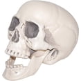 thumbnail image 1 of Realistic Plastic Skull, 1 of 2