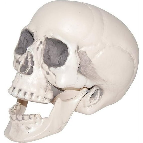 Realistic Plastic Skull
