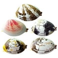 thumbnail image 1 of Realistic Shell Water Spray Toy - Summer Prank Clam Squirt Gun for Outdoor Parties, Beach Fun & Water Fights - Interactive Silicone Sea Shell Squirt Toy (Random Colors), 1 of 8
