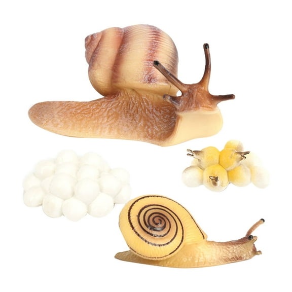 Realistic Snail Growth Cycle Snail Model Biology Toys Teaching Aids