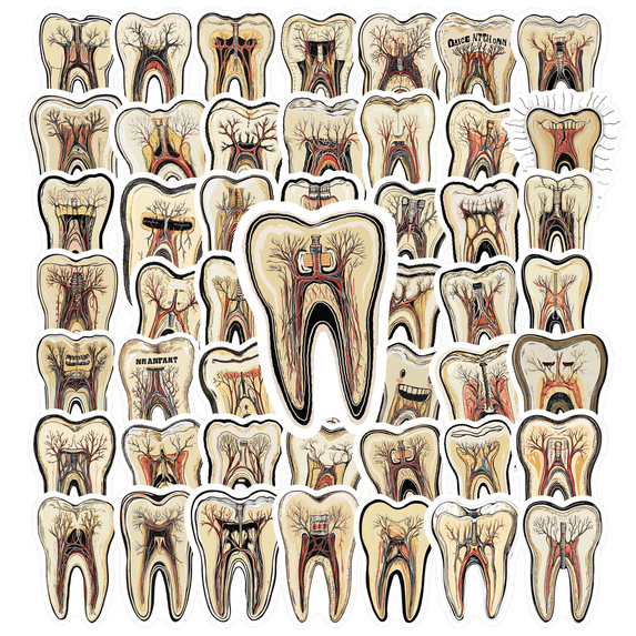 Realistic Tooth Anatomy Stickers, Waterproof Tooth Anatomy Sticker for Water Bottle Laptop Phone Cases Planner Skateboard Luggage Helmet Party Favor Decor, Ideal for Adults Teens Teacher Rewards