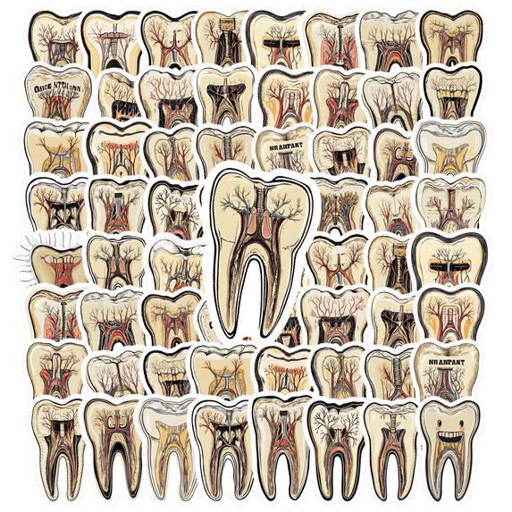 Realistic Tooth Anatomy Stickers, Waterproof Tooth Anatomy Sticker for Water Bottle Laptop Phone Cases Planner Skateboard Luggage Helmet Party Favor Decor, Ideal for Adults Teens Teacher Rewards