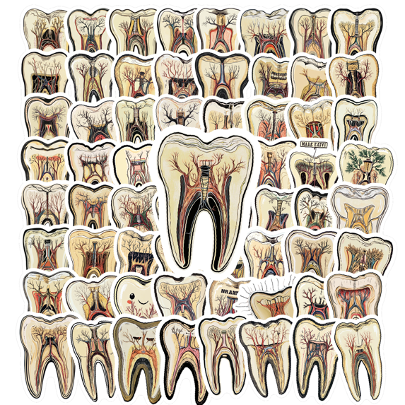Realistic Tooth Anatomy Stickers, Waterproof Tooth Anatomy Sticker for Water Bottle Laptop Phone Cases Planner Skateboard Luggage Helmet Party Favor Decor, Ideal for Adults Teens Teacher Rewards