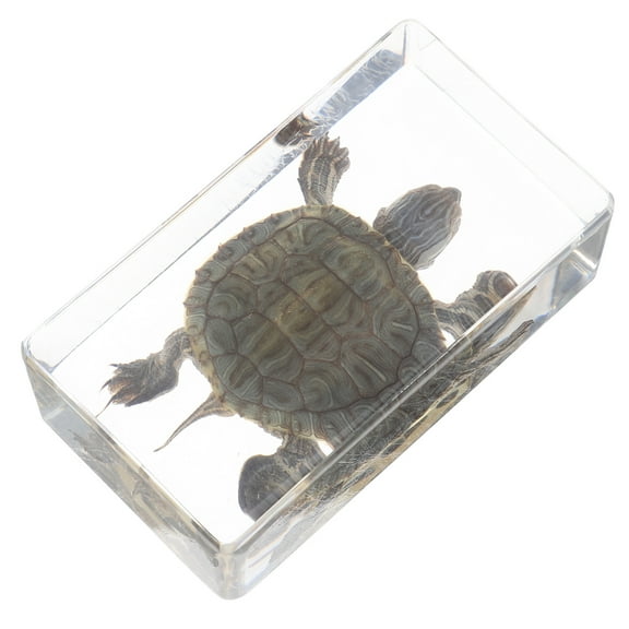 Realistic Turtle Model Turtle Figurine Model Decorative Small Model Large Animal Figurine Artificial Ocean Model For Classrooms Home Decor