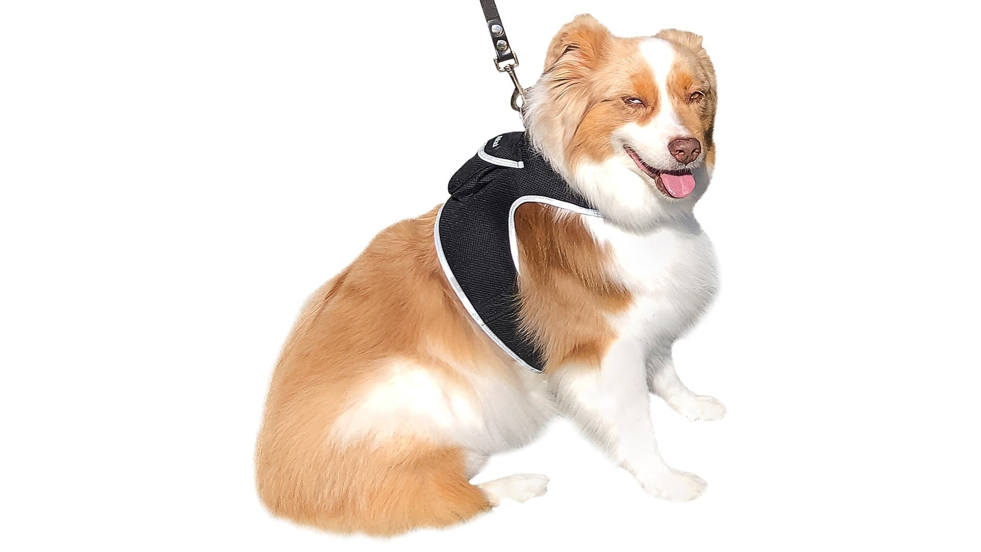 Realtime GPS Cat/Dog Tracking System Portable Rechargeable Pet Tracker ...