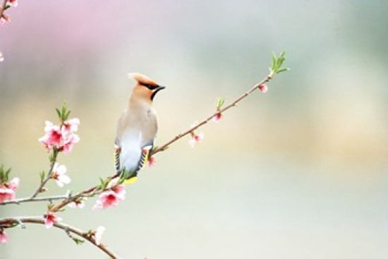 Rear View of Bird Perching On Branch Canvas Art - Panoramic Images (36 x 24)