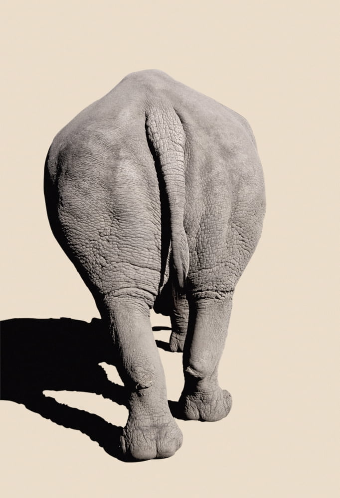 Rear of a rhinocerosAfrica Canvas Art - Thomas Kitchin & Victoria Hurst Design Pics (24 x 36)