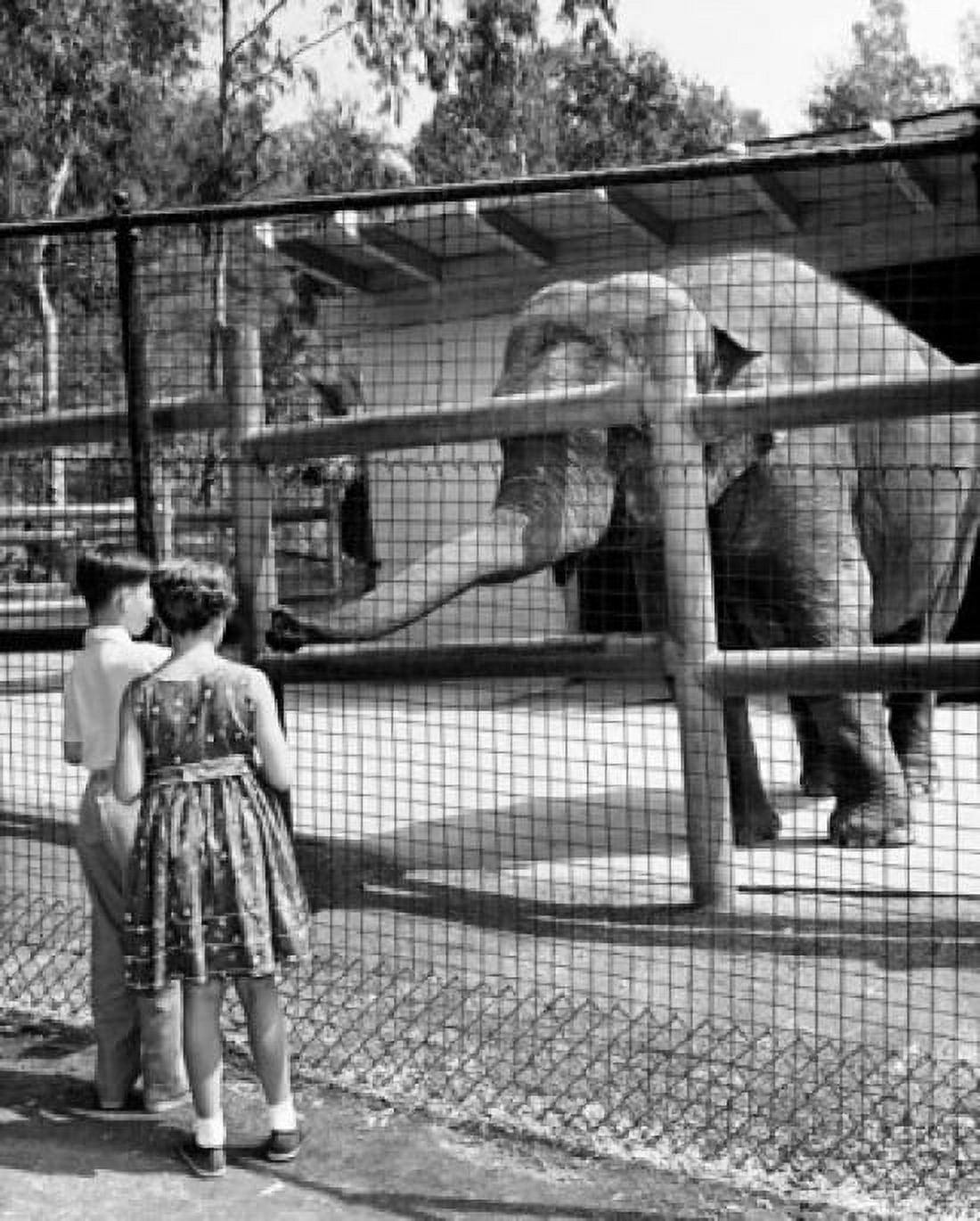 Rear view of a boy and girl watching an elephant in a zoo Canvas Art - (24 x 36)