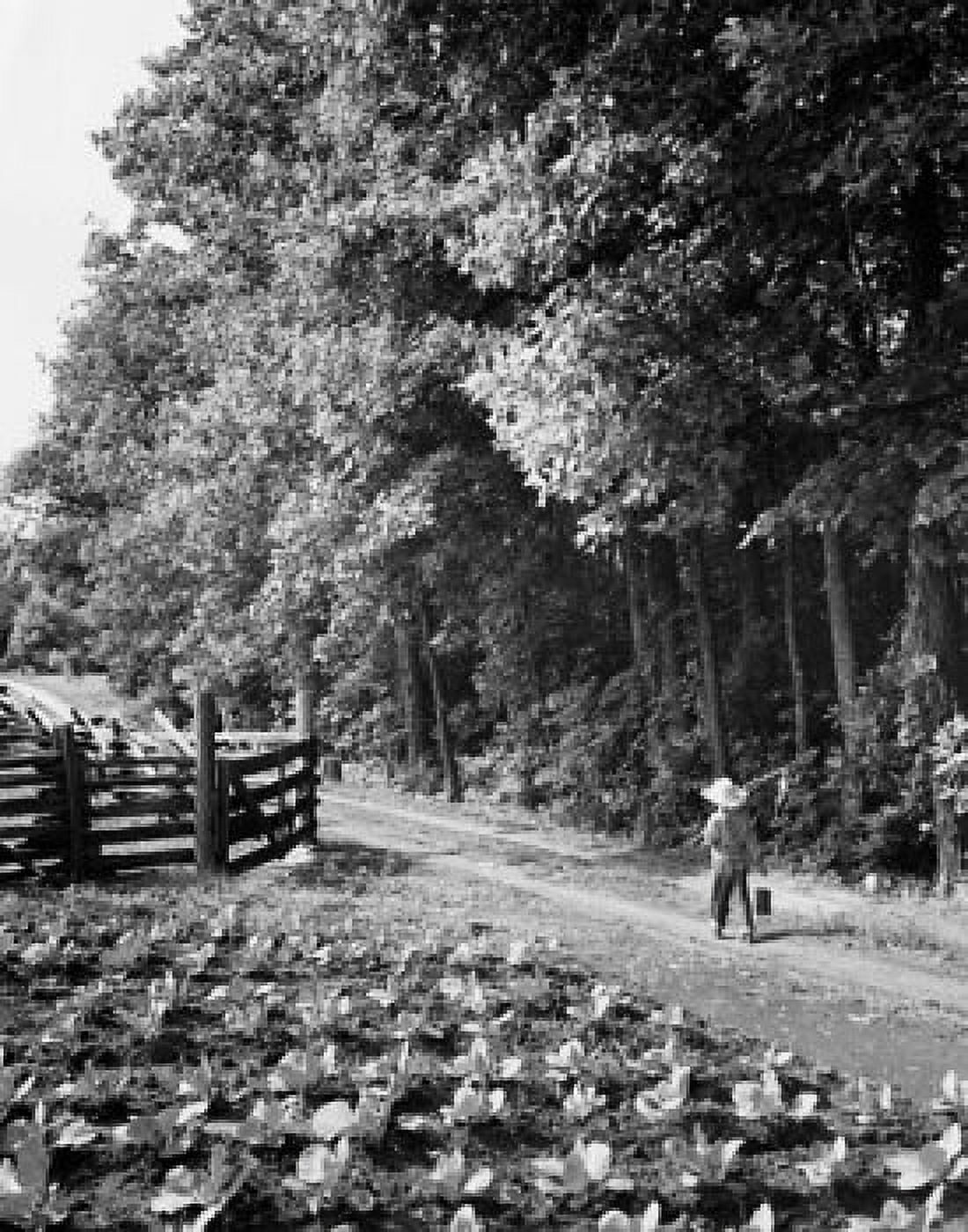 Rear view of a boy walking on a dirt road Canvas Art - (18 x 24)