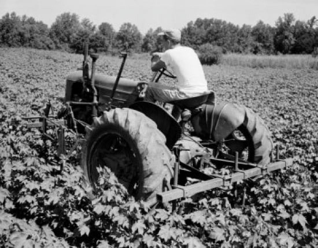 Rear view of a farmer cultivating a cotton field North Carolina USA Canvas Art - (18 x 24)