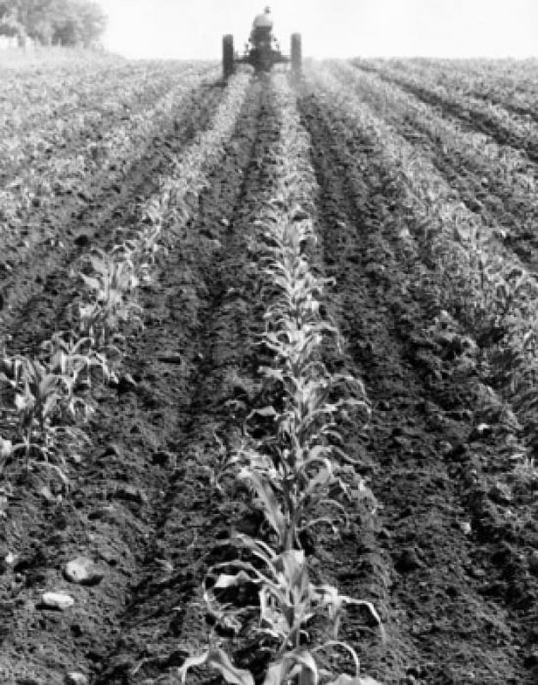 Rear view of a farmer driving a tractor in a corn field Canvas Art -  (18 x 24)