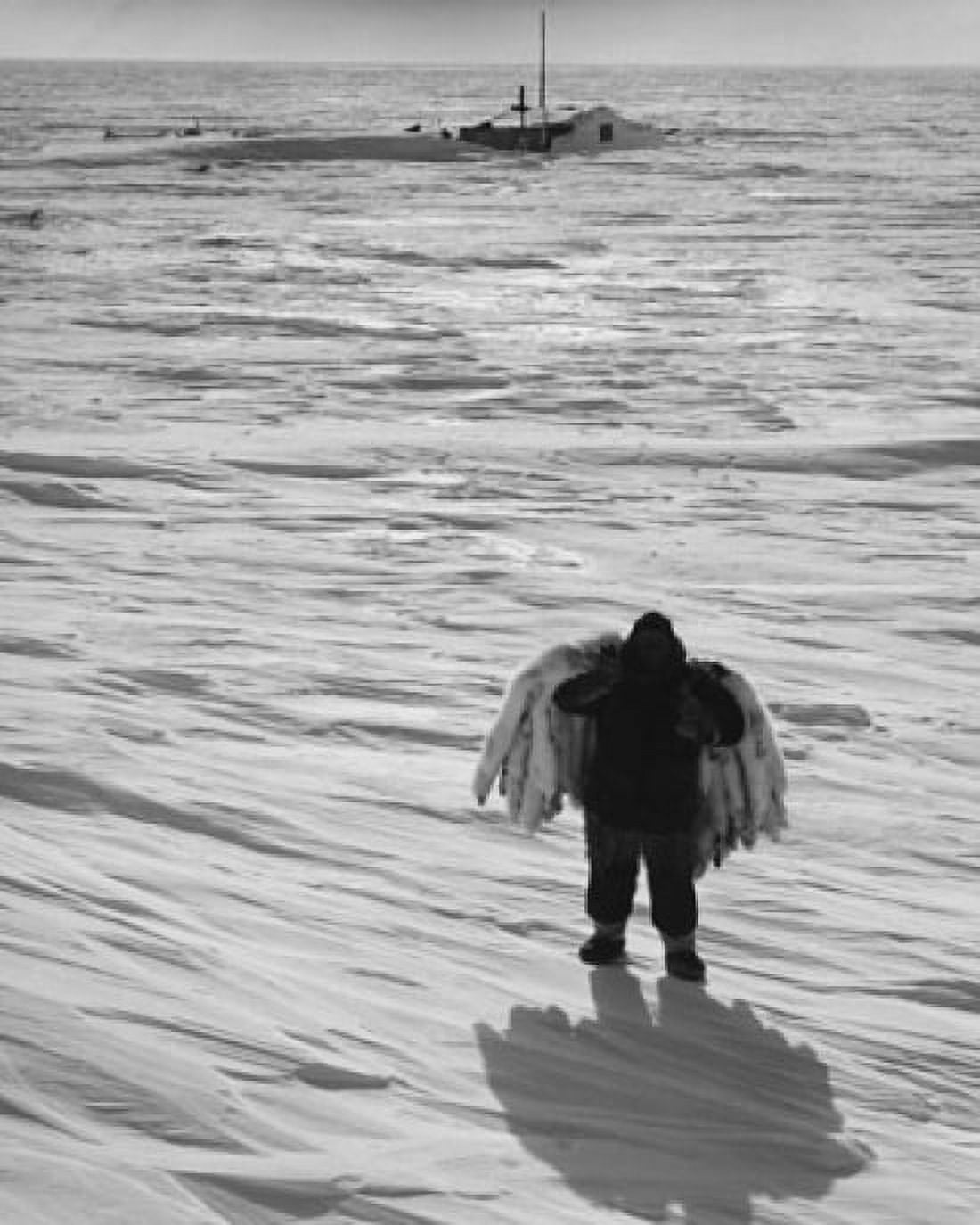 Rear view of a person carrying polar bear skins Canvas Art - (18 x 24)