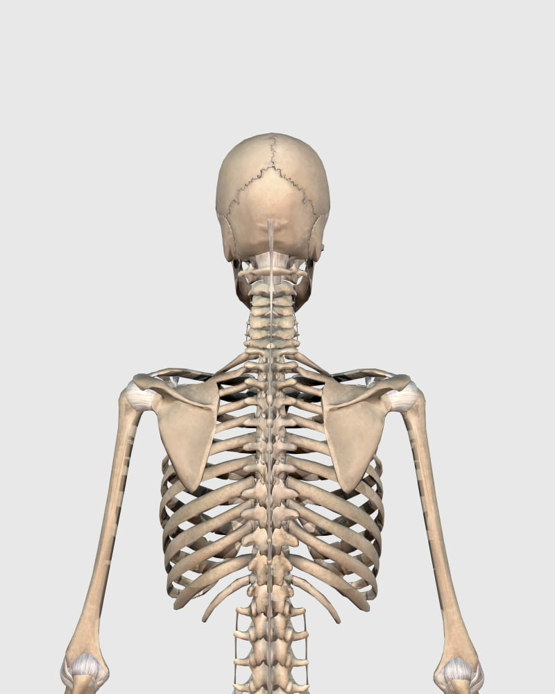 Rear view of human skeletal system showing upper back Canvas Art - Stocktrek Images (13 x 16)