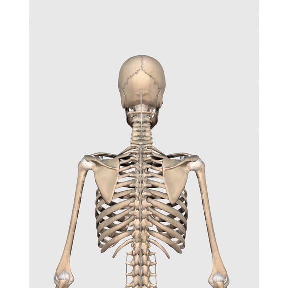 Rear view of human skeletal system showing upper back Canvas Art - Stocktrek Images (13 x 16)