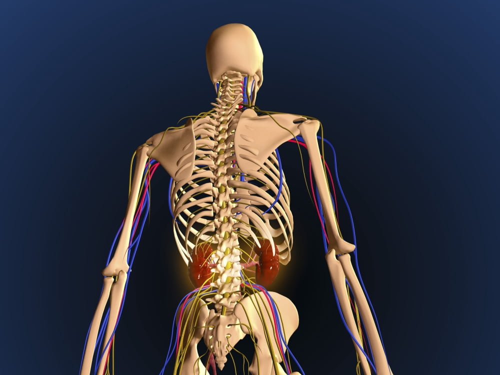 Rear view of human skeleton showing kidney and nervous system Canvas Art - Stocktrek Images (17 x 13)
