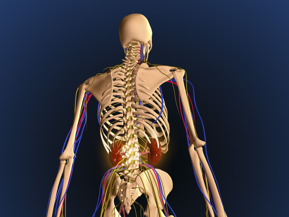 Rear view of human skeleton showing kidney and nervous system Canvas Art - Stocktrek Images (33 x 25)