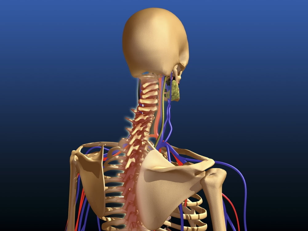 Rear view of human spine and scapula Canvas Art - Stocktrek Images (17 x 13)