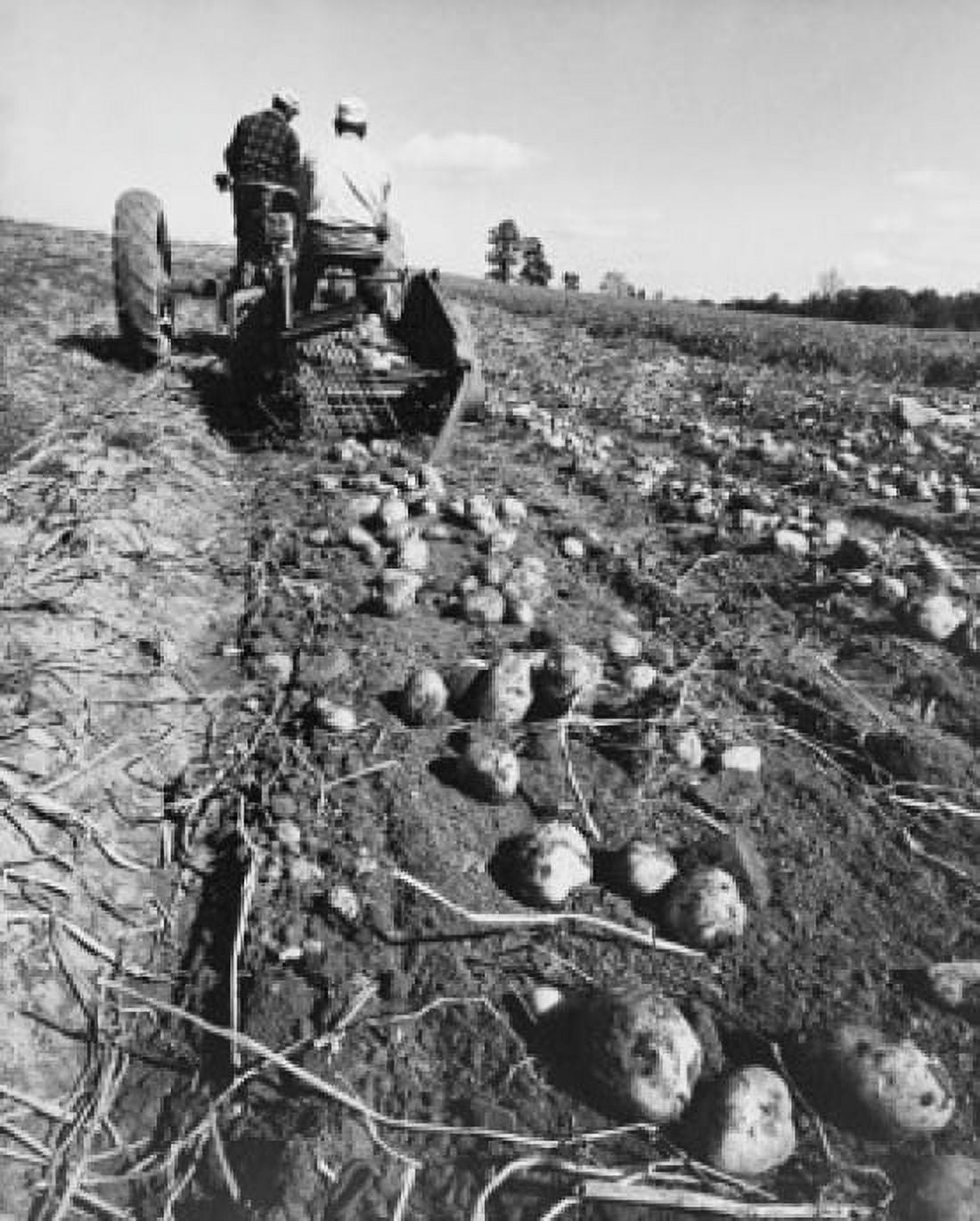 Rear view of two farmers digging potatoes in a field with a tractor Canvas Art - (18 x 24)