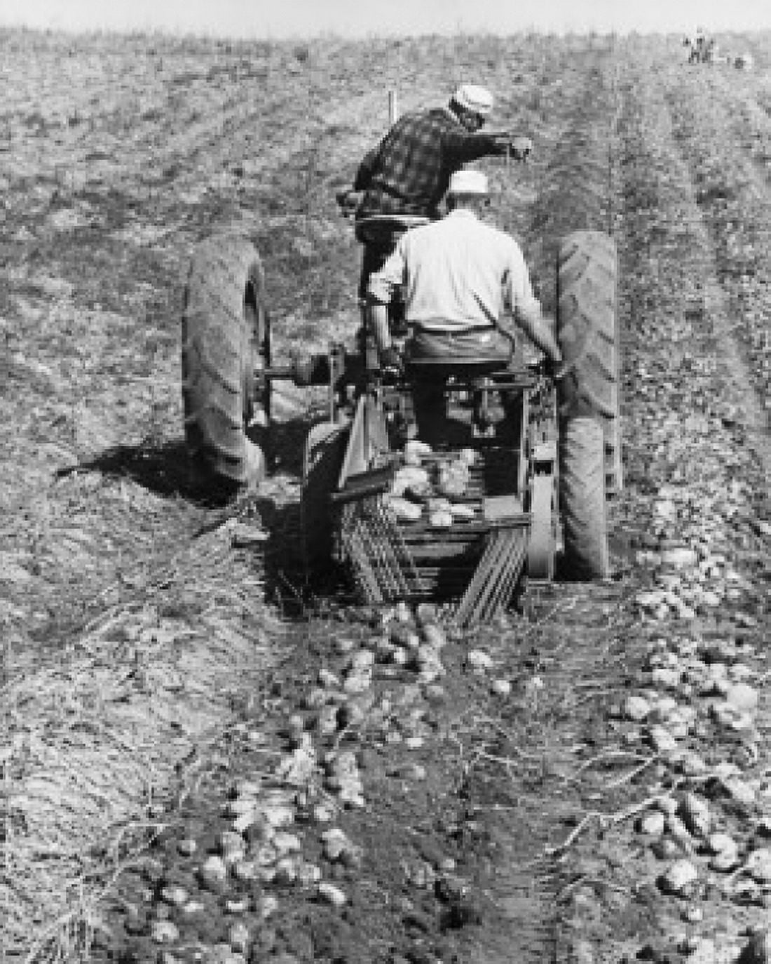 Rear view of two farmers digging potatoes in a field with a tractor Canvas Art -  (24 x 36)