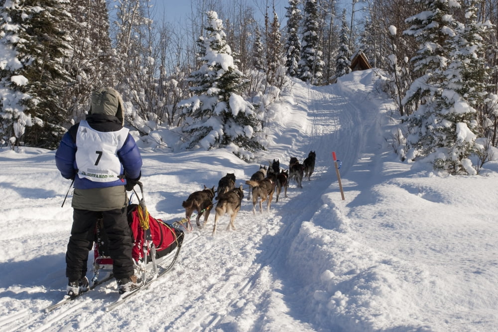 Rebekah Ruzicka On The In-Bound Trail Nearing The Finish Line Of The 2009 Junior Iditarod Sled Dog Race Willow Alaska Canvas Art - Jeff Schultz Design Pics (34 x 22)