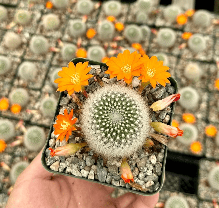 Rebutia Fiebrigii Plant Live for Planting - Orange Crown Cactus Plant -  Blooming Cactus Plant - 3 Inch Pot - Walmart.com