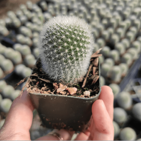 Rebutia Muscula 'Orange Snowball' Cactus Live Plant 2 Inch for Indoor Outdoor Home Office Garden Decor