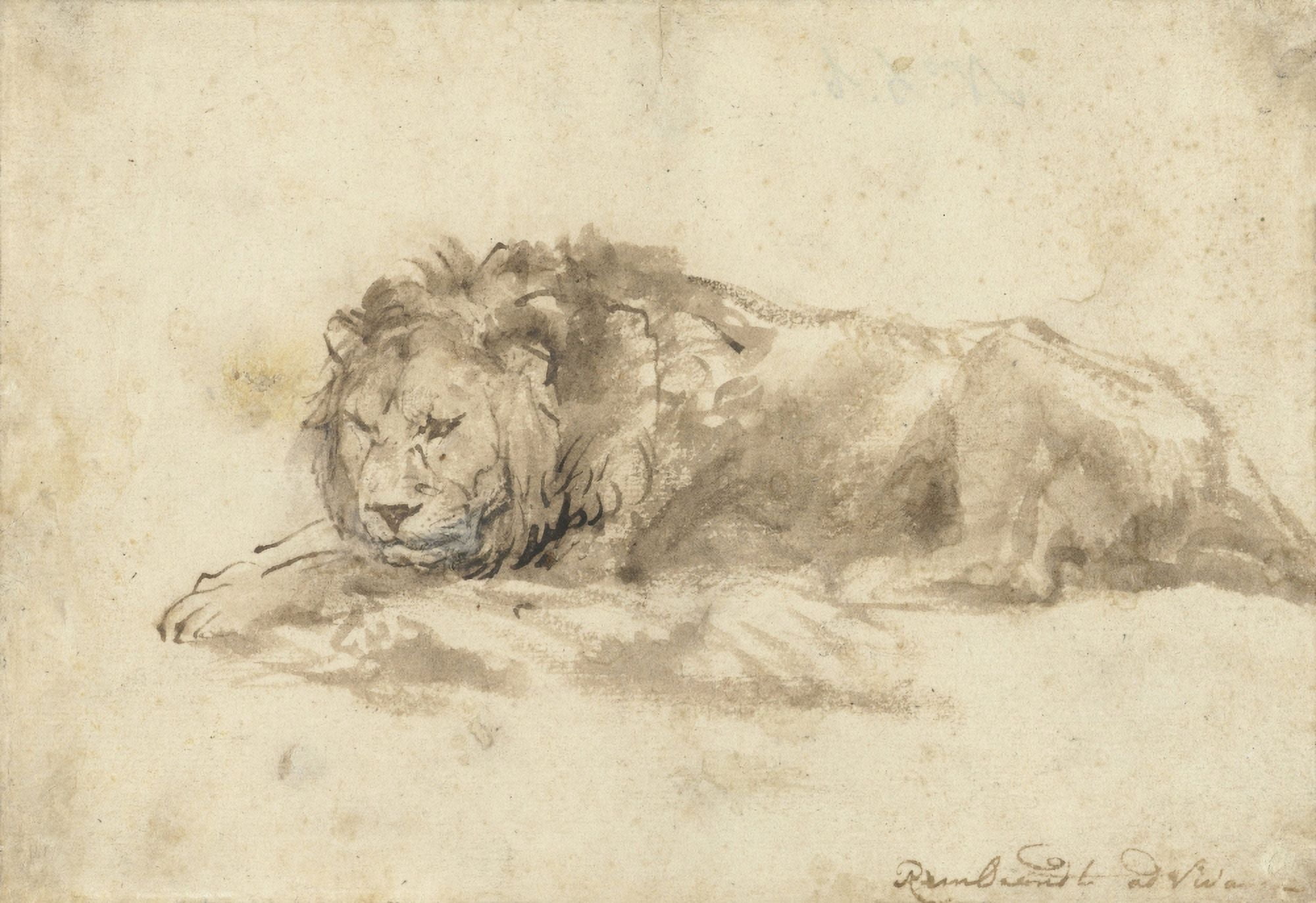 Reclining Lion Canvas Art - (24 x 18)