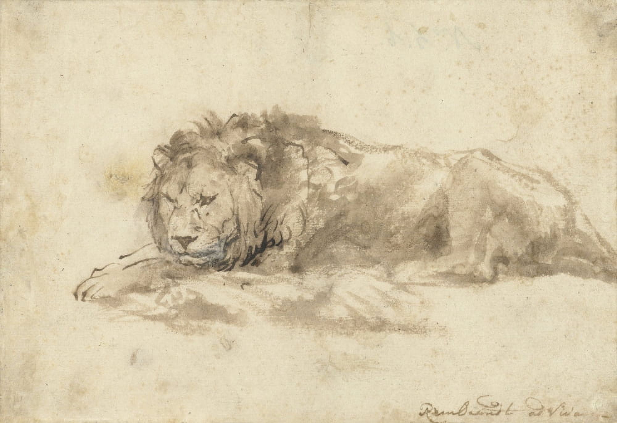 Reclining Lion Canvas Art - (36 x 24)