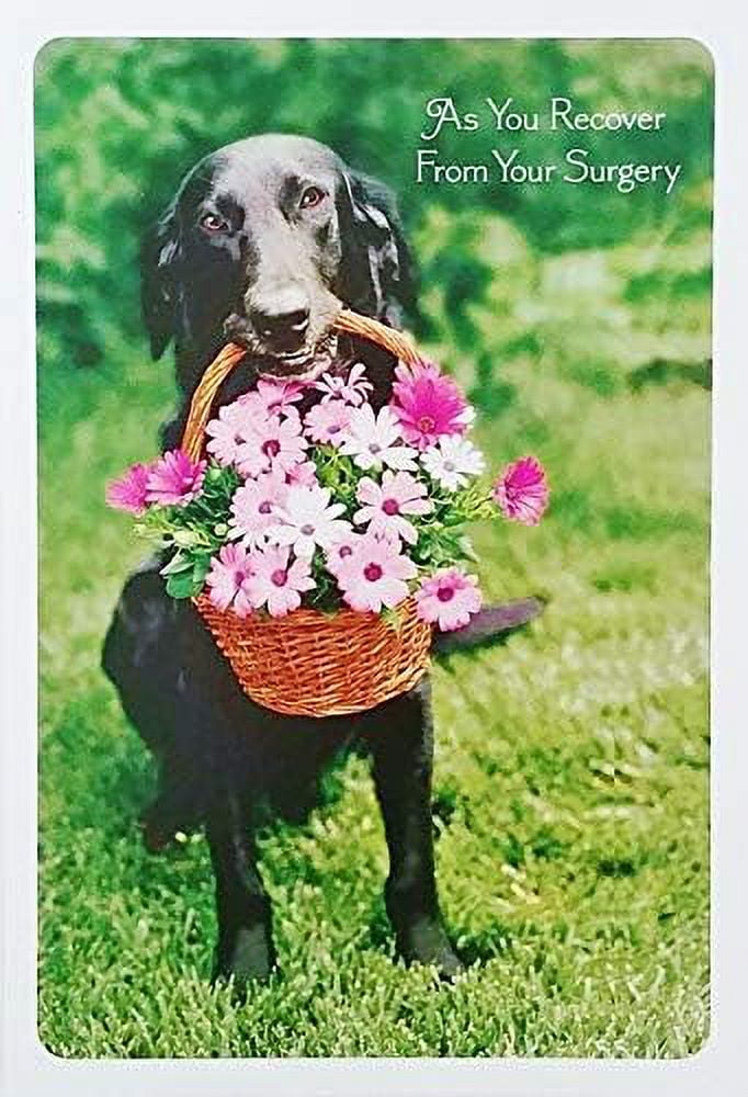 Recover From r Surgery Well Soon with Black Labrador Retriever Dog