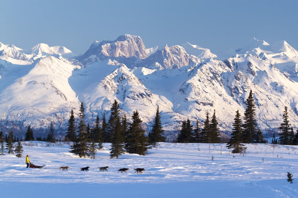 Recreational Dog Mushing In Denali State Park With The Alaska Range And Mooses Toothe In The Background Alaska Canvas Art - Jeff Schultz  Design Pics (34 x 22)