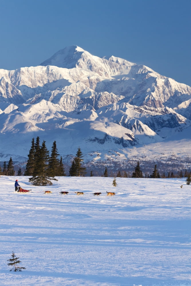 Recreational Dog Mushing In Denali State Park With The Alaska Range And Mt Mckinley In The Background Alaska Canvas Art - Jeff Schultz Design Pics (11 x 17)