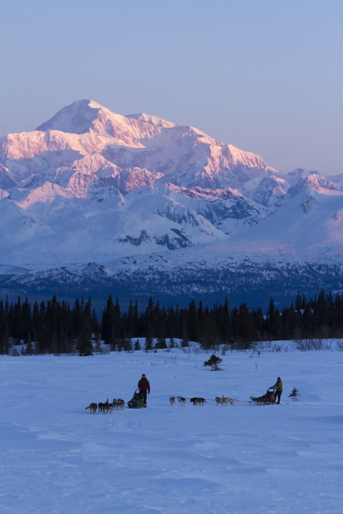 Recreational Dog Mushing In Denali State Park With The Alaska Range And Mt Mckinley And Mooses Tooth In The Background Alaska Canvas Art - Jeff Schultz Design Pics (11 x 17)