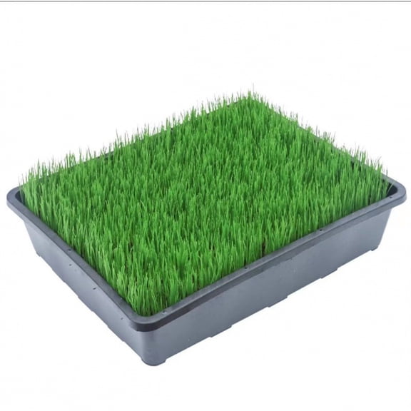 Rectangular Plastic Wheatgrass Growing Tray