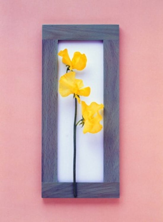 Rectangular purple frame with yellow flowers on green stems in center on pink background Canvas Art - Panoramic Images (27 x 36)