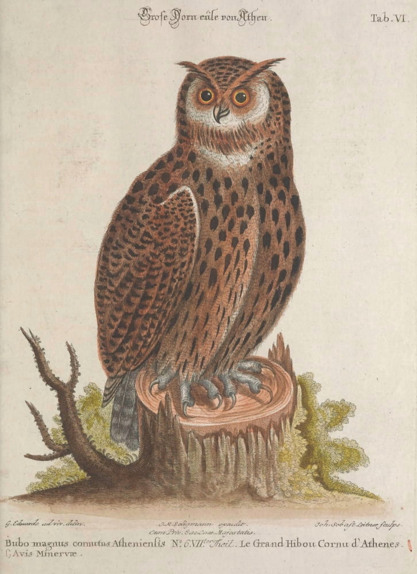 Recueil de Divers Oiseaux Etrangers 1768 Great Owl Canvas Art - G Edwards (18 x 24)