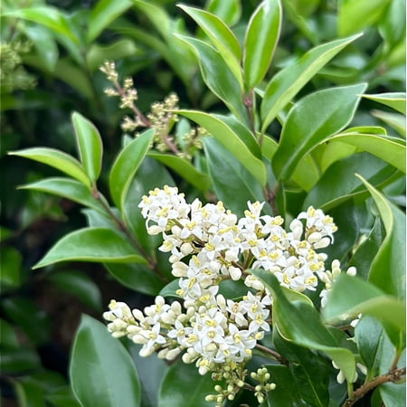 Recurve Ligustrum - Ligustrum japonicum 'Recurvifolium'